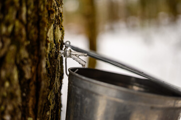 Old fashionned maple water collection day.