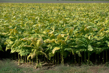 Piantagione di tabacco in Italia