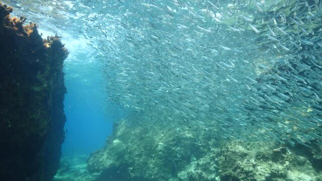 silversides  underwater  ocean scenery Atherina boyeri
