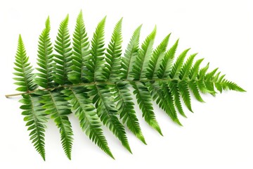 Background of white with green ferns