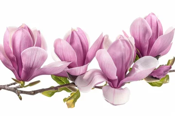 Zelfklevend Fotobehang A magnolia bouquet © Zaleman