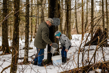 Old fashionned maple water collection day.