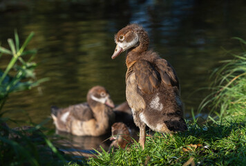 A little gosling (Alopochen aegyptiaca) stands on the shore of a lake in the morning rays of the autumn sun - 755780013