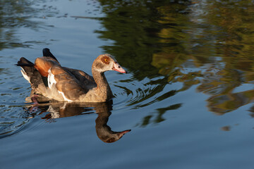 An adult female Nile goose (Alopochen aegyptiaca) looks wary as it swims towards the shore - 755780038