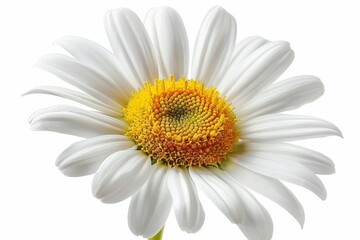 The daisy flower is isolated with a clipping path that I made by hand