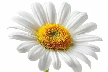 Fototapeten The daisy flower is isolated with a clipping path that I made by hand © Zaleman