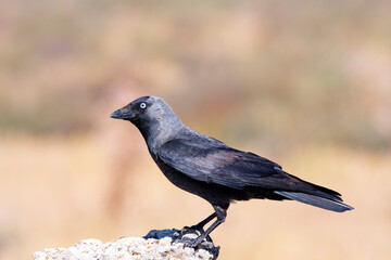Western jackdaw drinking water in a pond.