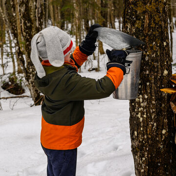 Old fashionned maple water collection day.