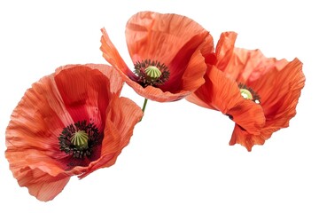 poppy, flower, red, nature, summer, plant, bloom, 