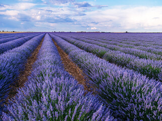 Fototapeta premium Lavender field in blossom. Rows of lavender bushes stretching to the skyline. Brihuega, Spain.
