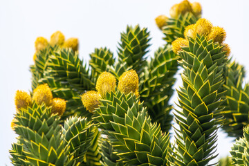 Araucaria araucana (Pehuén) con frutos (piñones) en su ramas.