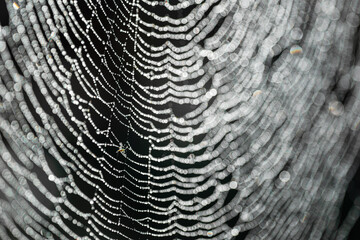 Macro photography of spider web covered with small dew drops close-up.