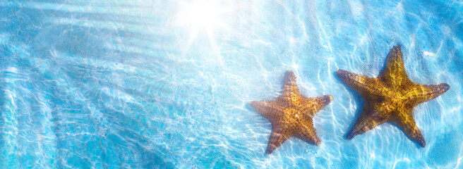 Art real live seastar on a blue water background - 755784856