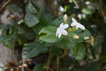 View of the white fragrant flowers of a jasmine variety known as the Geta pichcha plant