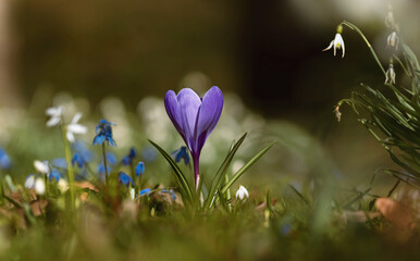 Farben im Frühjahr, soft Lichtstimmung mit Krokusse 