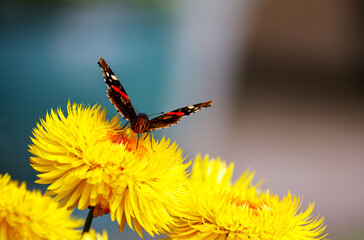 Red Admiral butterfly 