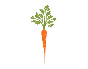 Carrot with leaves isolated on white background