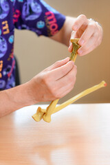 Models of the radial bones of the hand