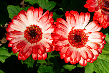 Closeup top of red and white gerbera flowers over green blur background