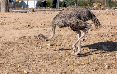 An ostrich with strong legs walks in an enclosure - 755788479