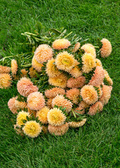 A bouquet of gently peach terry asters on the grass.