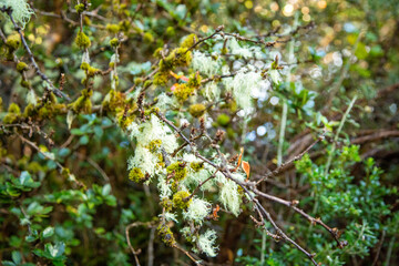 Tierra del Fuego National Park