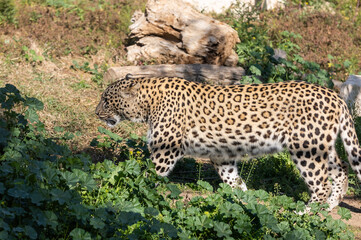 An awesome strong young leopard walks in an enclosure - 755790214