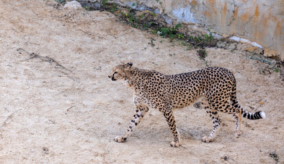 An awesome strong young cheetah walks in an enclosure - 755790805