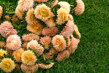 A bouquet of gently peach terry asters on the grass. - 755791893