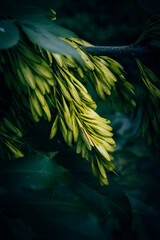 A close up of Ash tree seed pods © Wyxina