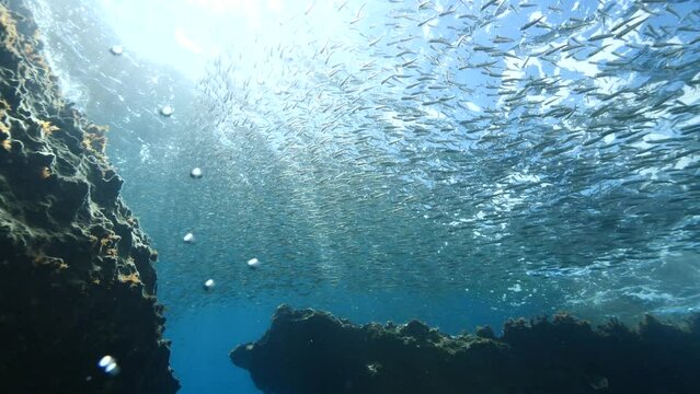 silversides  under sun shine and beams underwater  ocean scenery behaviour backgrounds Atherina boyeri