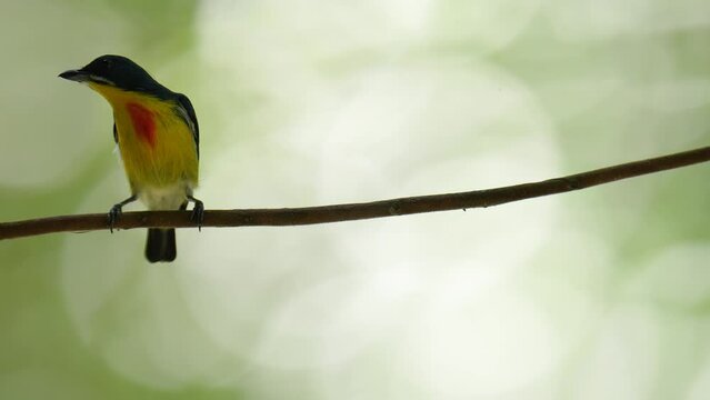 Yellow-rumped flowerpecker bird watching in the forest.