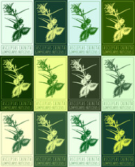 Set of vector drawing ASCLEPIAS CRINITA in various colors. Hand drawn illustration. The Latin name is GOMPHOCARPUS FRUTICOSUS L.