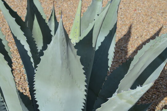 agave, plant, vegetation, ground, rock, gravel, 