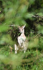 Obraz premium wallaby in woods