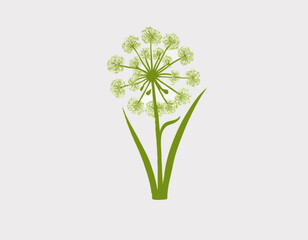 Fennel. Icon with shadow on white background