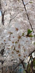 Fototapeta premium cherry blossoms