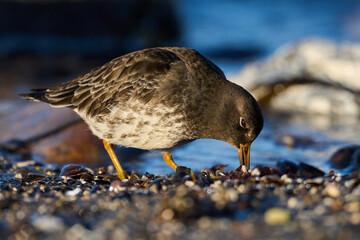 Purple sandpiper (Calidris maritima)