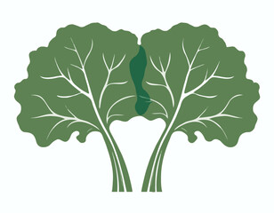 Obraz premium Two Oversized Kale Leaves Displayed on a Clean White Surface, Fresh Organic Vegetables, Healthy Eating Concept.