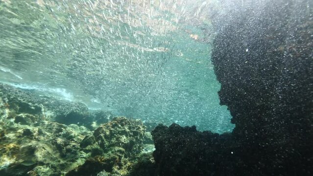 silversides  under sun shine and beams underwater  ocean scenery behaviour backgrounds Atherina boyeri