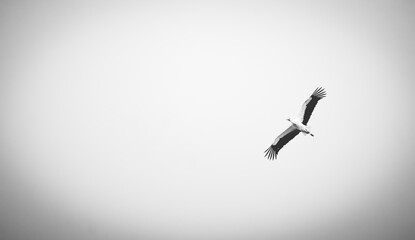 Stork Bird Flying in cloudy sky