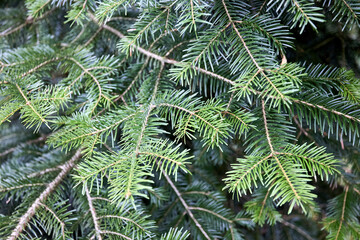 Abies veitchii Veitch's fir Veitch's silver-fir sikokiana coniferous evergreen tree branches. Natural floral background of young fir tree branches.