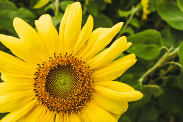 Tournesol jaune dans un champ un jour de printemps