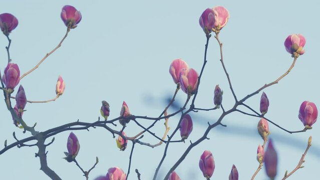 Spring Flowering. Beautiful Blooming Pink Magnolia Tree On Spring Day.