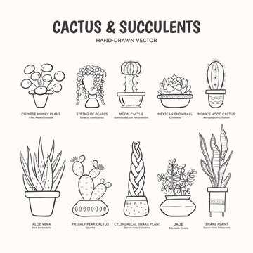 Doodle set of cactus and succulent plants for indoor spaces. Plants and pots collection. English and scientific names below the plant drawing. Lineart vector illustration.