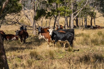 herd of angus cows in tall grass grazing at dusk in an australian summer