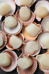 Many fresh raw scallops in shells on grey table, flat lay
