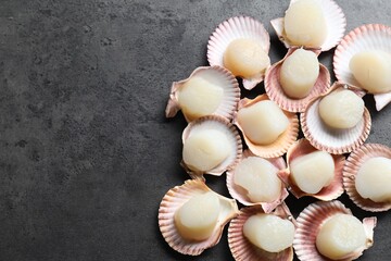 Many fresh raw scallops in shells on grey table, flat lay. Space for text