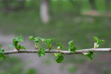 currant buds