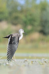Stretching time, the young black winged stilt (Himantopus himantopus) - 755801654